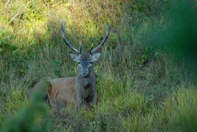 QUIZ:  INDOVINA L''UNGULATO!!! (per i non 